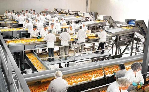 PROCESSING LINES FOR PEACH - APRICOT - CHERRY   Photo 13