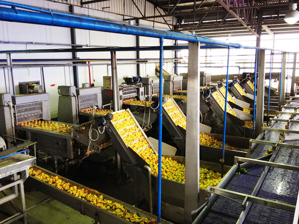 PROCESSING LINES FOR PEACH - APRICOT - CHERRY   Photo 12